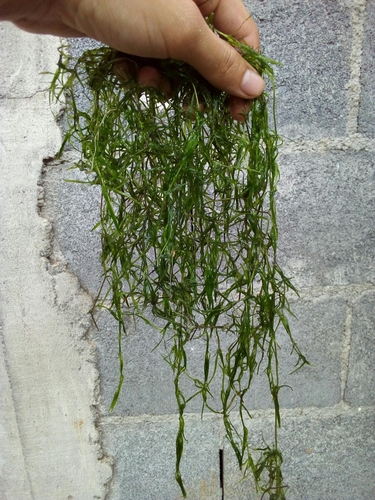 Najas guadalupensis
