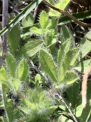 Lupinus bracteolaris