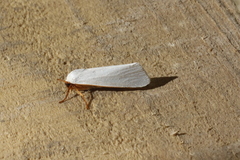 Agylla nivea