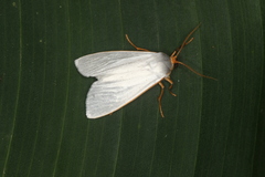 Agylla nivea