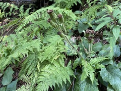 Rugelia nudicaulis