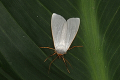 Agylla nivea