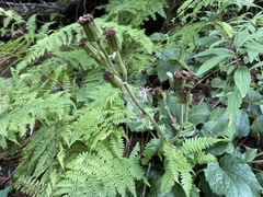 Rugelia nudicaulis