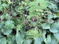 Rugelia nudicaulis