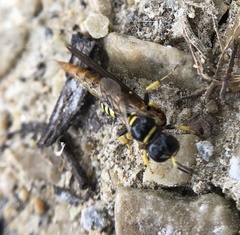 Crossocerus nitidiventris