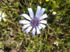 Felicia heterophylla