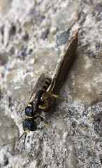 Crossocerus nitidiventris