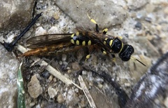 Crossocerus nitidiventris