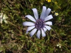 Felicia heterophylla