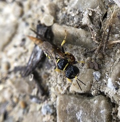 Crossocerus nitidiventris