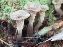 Craterellus foetidus