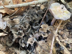 Craterellus foetidus