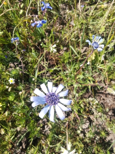 Image of Felicia heterophylla by (c) Noeleen du Toit, some rights reserved (CC BY-SA)