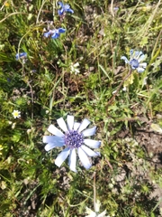 Felicia heterophylla