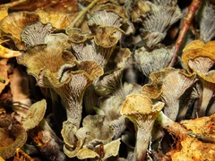 Craterellus foetidus