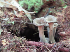 Craterellus foetidus