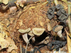 Craterellus foetidus