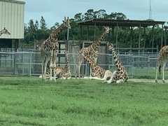Giraffa