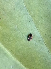 Nephus quadrimaculatus
