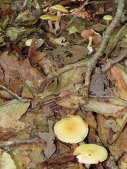 Cortinarius delibutus