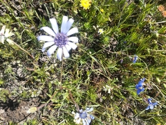 Felicia heterophylla