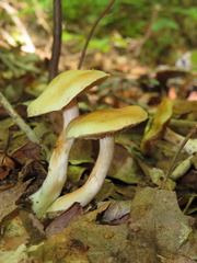 Cortinarius delibutus