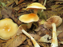 Cortinarius delibutus