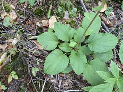 Rugelia nudicaulis