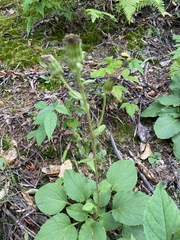 Rugelia nudicaulis