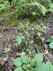 Rugelia nudicaulis
