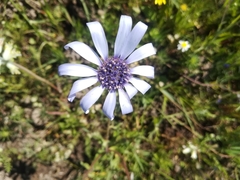 Felicia heterophylla