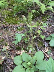 Rugelia nudicaulis