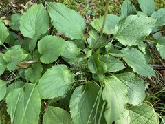 Rugelia nudicaulis