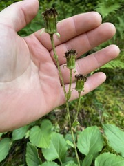 Rugelia nudicaulis