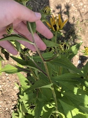 Rudbeckia