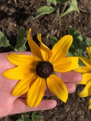 Rudbeckia