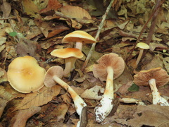 Cortinarius delibutus