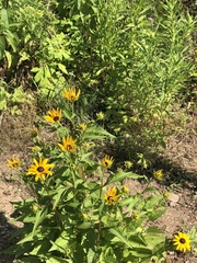 Rudbeckia
