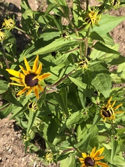 Rudbeckia