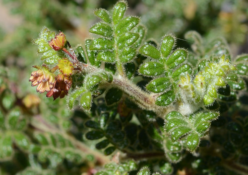 Dodonaea pinnata (Dodonaea pinnata)