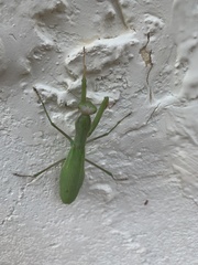 Mantis religiosa