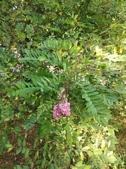 Robinia viscosa