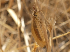 Myrmecaelurus trigrammus