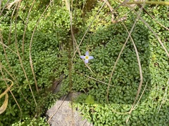 Houstonia serpyllifolia