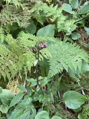 Rugelia nudicaulis