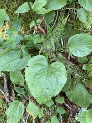 Rugelia nudicaulis