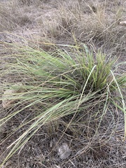 Nassella leucotricha