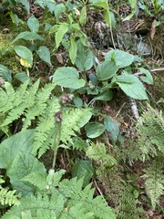 Rugelia nudicaulis
