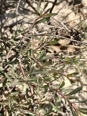 Baccharis linearifolia