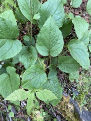 Rugelia nudicaulis